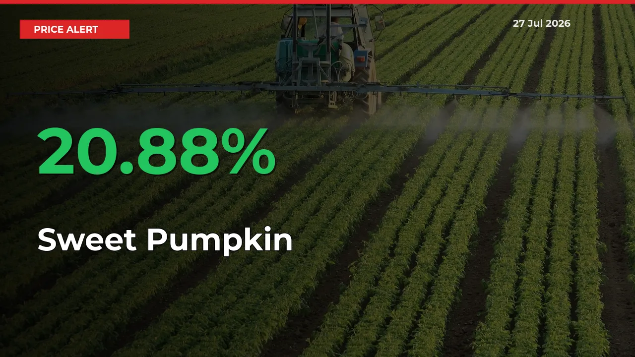 This Mandi Records 20.88% Jump in Sweet Pumpkin Prices