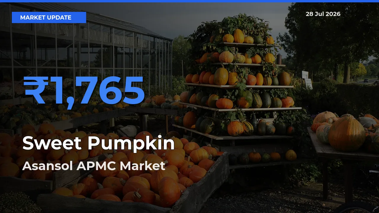 Asansol APMC, Paschim Bardhaman, West Bengal Tops Sweet Pumpkin Rates – July 28 Market Update