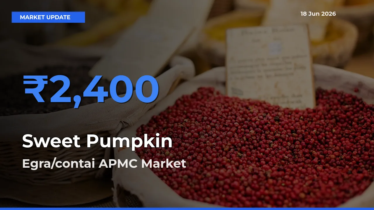 Egra/contai APMC Leads as Top Mandi for Sweet Pumpkin Prices