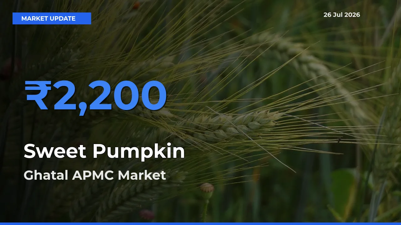Top Performer! Ghatal APMC Offers Best Sweet Pumpkin Price Today