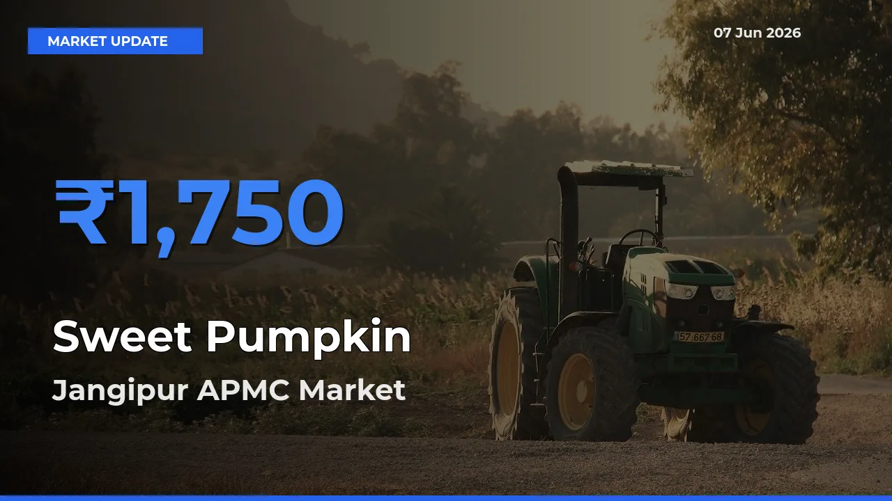 Farmers Prefer Jangipur APMC as Sweet Pumpkin Hits Highest Rate