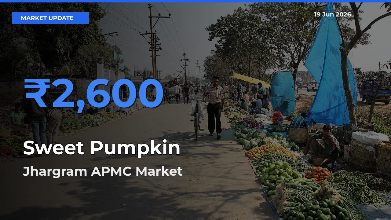 Top Performer! Jhargram APMC Offers Best Sweet Pumpkin Price Today