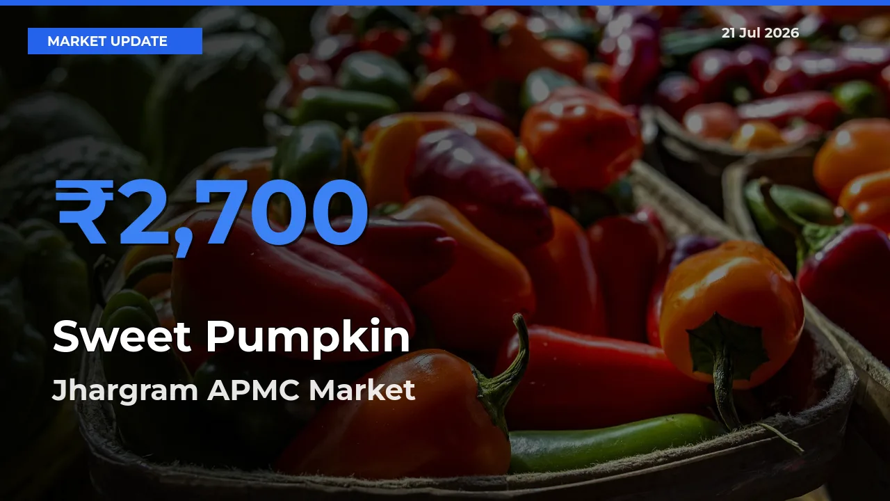 Top Performer! Jhargram APMC Offers Best Sweet Pumpkin Price Today