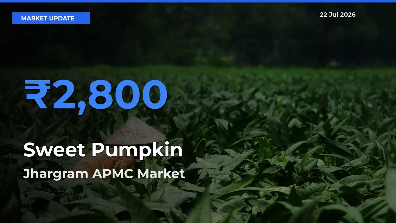 Jhargram APMC Emerges as Top Mandi for Sweet Pumpkin Prices Today
