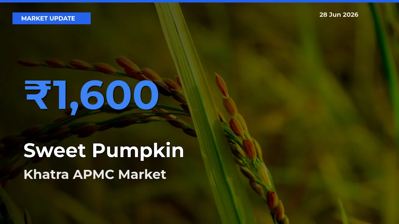 Sweet Pumpkin Mandi Rate Today: Khatra APMC Tops the List