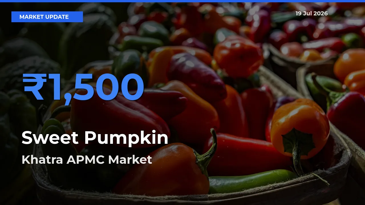 Market Watch: Khatra APMC Becomes Top Mandi for Sweet Pumpkin
