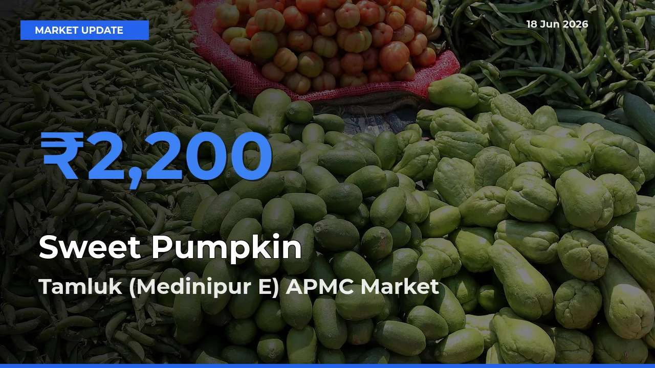 Tamluk (Medinipur E) APMC Offers ₹2,200 – Highest Sweet Pumpkin Rate Today