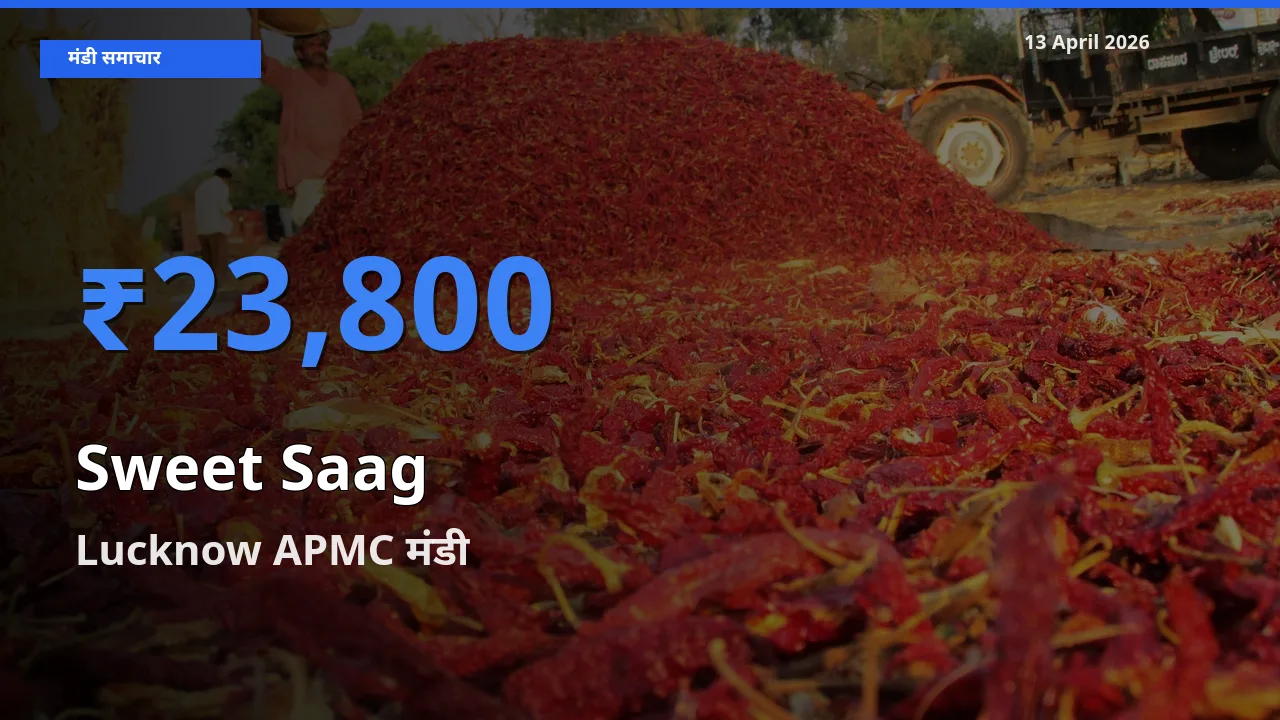 Lucknow APMC मंडी में मीठा साग ₹23,800 पर पहुँचा – आज का सर्वोच्च भाव