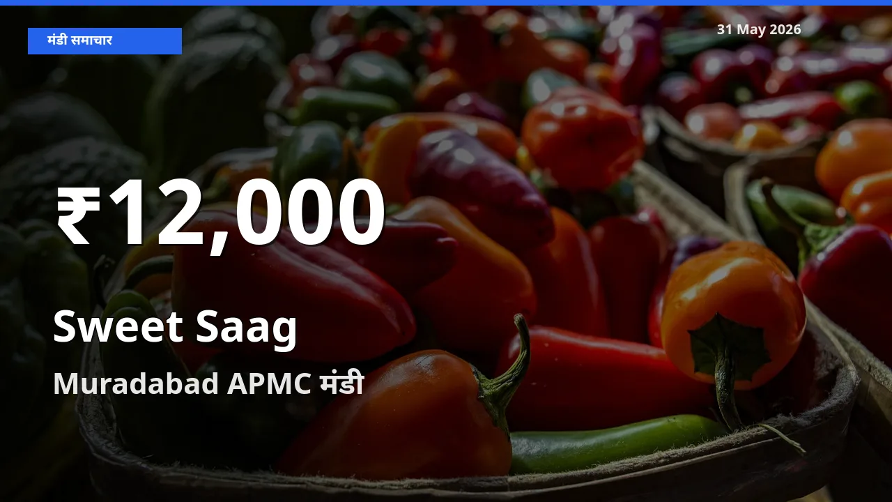 किसानों के लिए चिंता का विषय? मीठा साग के दाम Muradabad APMC में 30 दिन के न्यूनतम स्तर पर