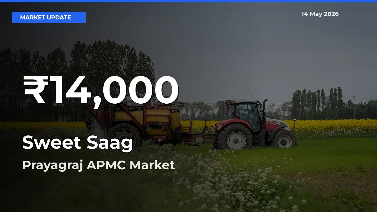 Big Drop! Sweet Saag Slides to 30-Day Low at Prayagraj APMC