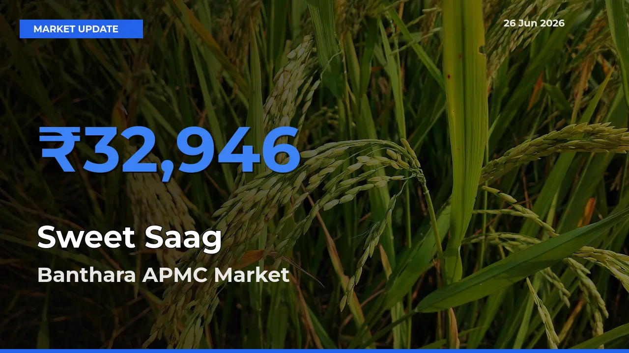 Banthara APMC Emerges as Top Mandi for Sweet Saag Prices Today