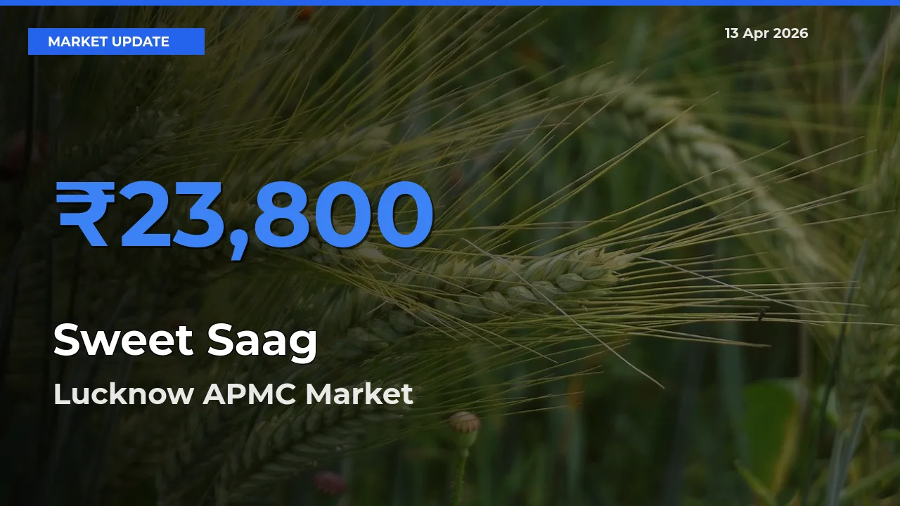 Top Performer! Lucknow APMC Offers Best Sweet Saag Price Today