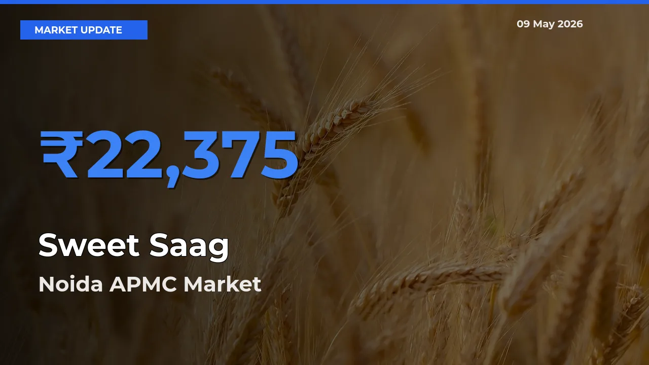 Noida APMC Leads as Top Mandi for Sweet Saag Prices