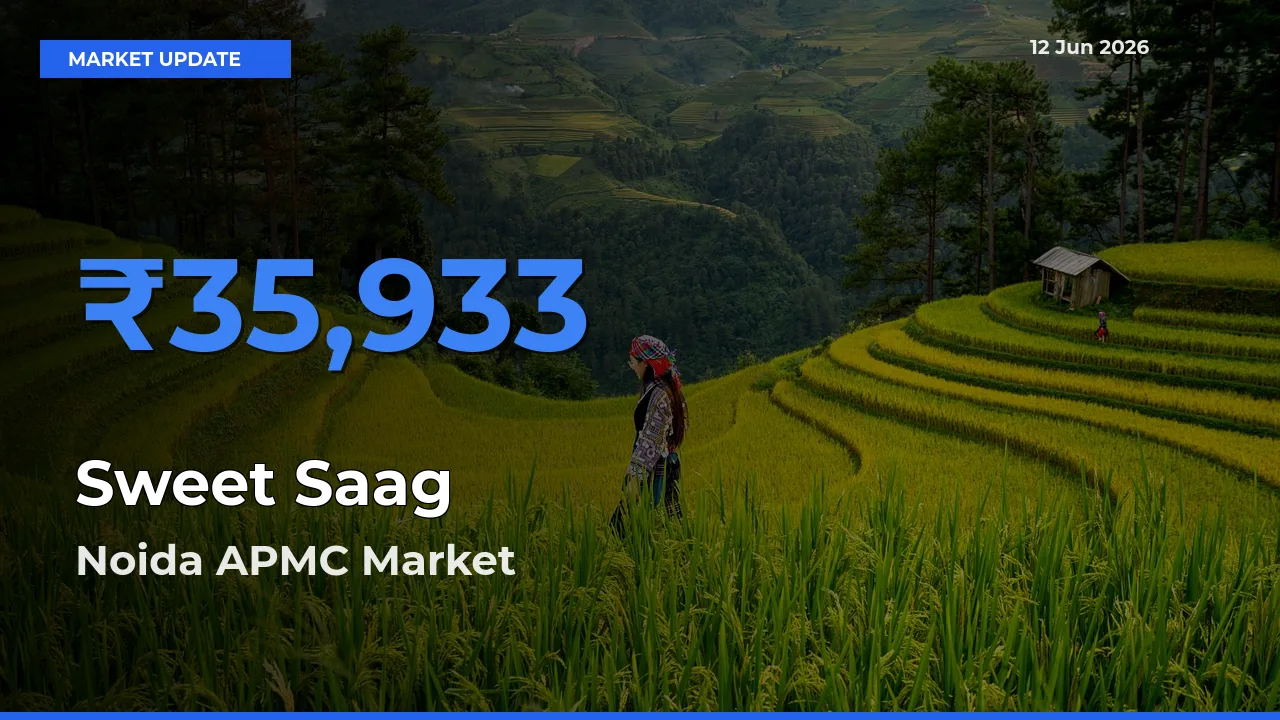 Market Watch: Noida APMC Becomes Top Mandi for Sweet Saag