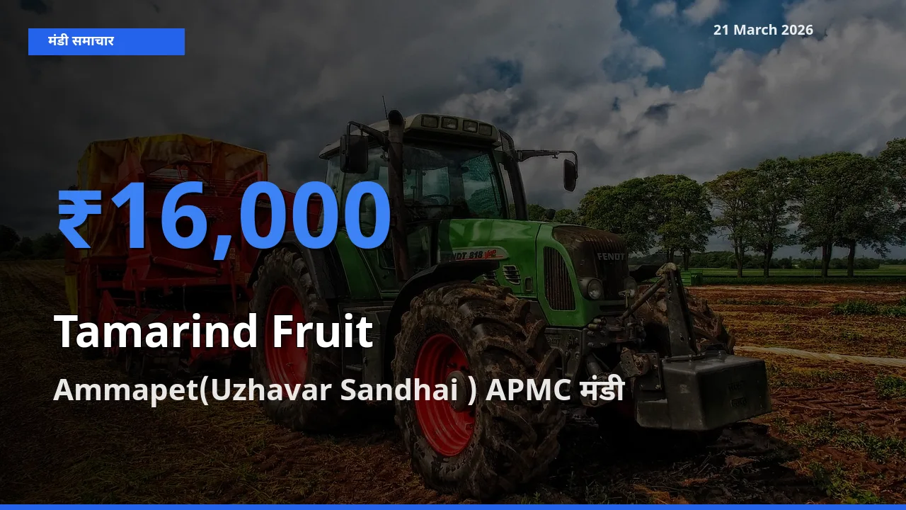 टॉप मंडी बना Ammapet(Uzhavar Sandhai ) APMC! इमली का फल के सबसे ऊँचे दाम यहीं दर्ज