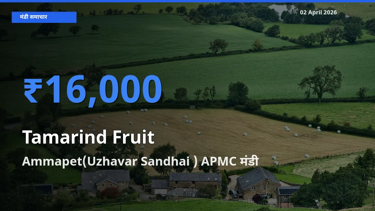 बाज़ार संकेत: Ammapet(Uzhavar Sandhai ) APMC बना इमली का फल के लिए आज की टॉप मंडी