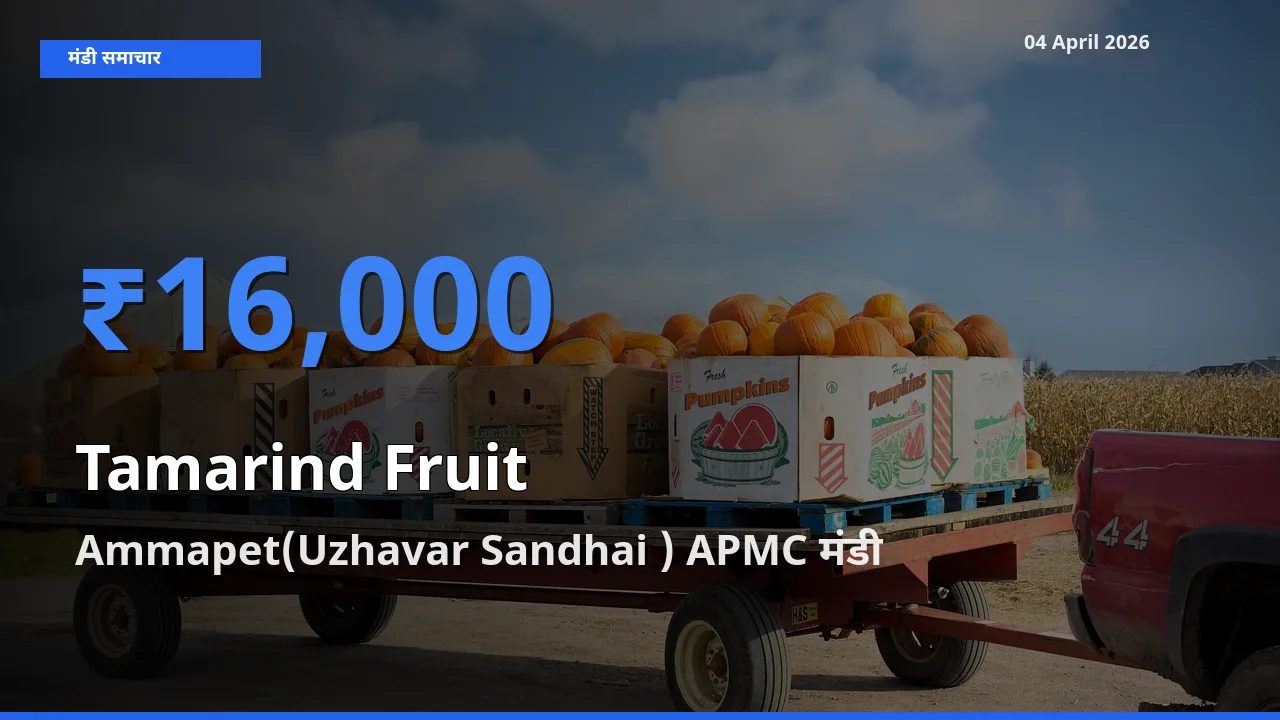 आज का मंडी भाव: इमली का फल के सबसे ज़्यादा दाम Ammapet(Uzhavar Sandhai ) APMC में