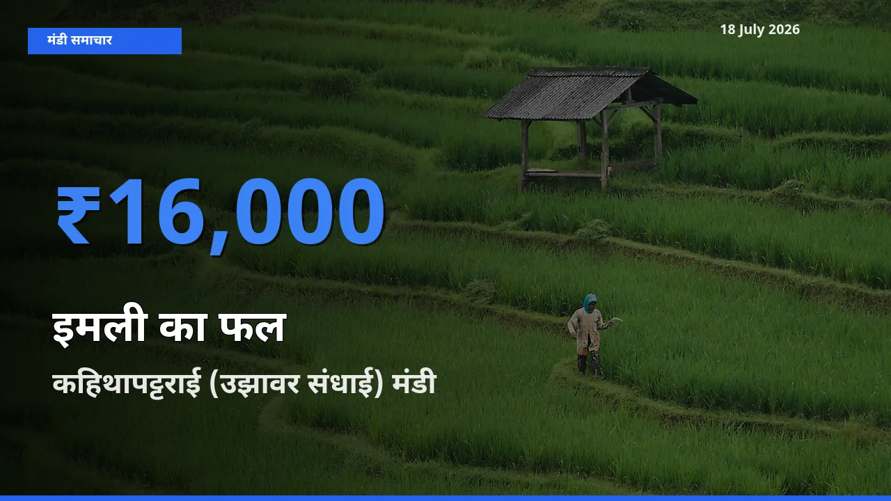 आज इमली का फल के सबसे ज़्यादा दाम कहिथापट्टराई (उझावर संधाई) मंडी में दर्ज