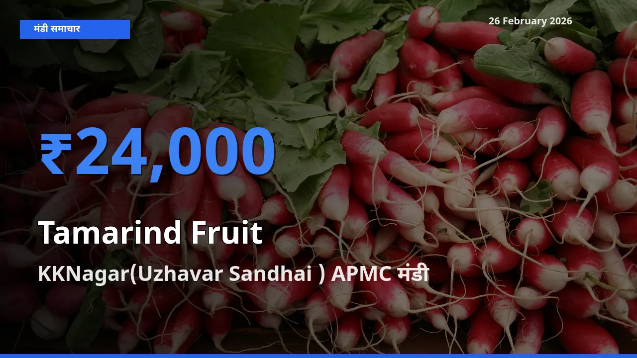 26 February अपडेट: Tamarind Fruit के सबसे ऊँचे दाम KKNagar(Uzhavar Sandhai ) APMC मंडी में