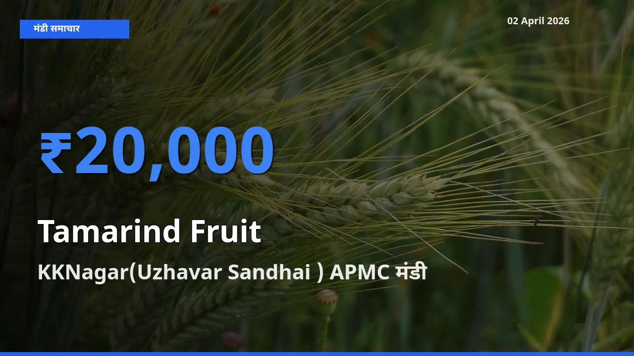 02 April अपडेट: इमली का फल के सबसे ऊँचे दाम KKNagar(Uzhavar Sandhai ) APMC मंडी में