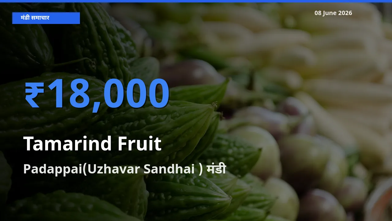 आज इमली का फल के सबसे ज़्यादा दाम Padappai(Uzhavar Sandhai ) मंडी में दर्ज