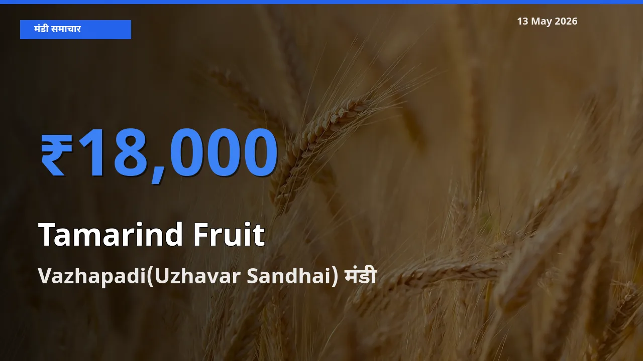 टॉप मंडी बना Vazhapadi(Uzhavar Sandhai)! इमली का फल के सबसे ऊँचे दाम यहीं दर्ज