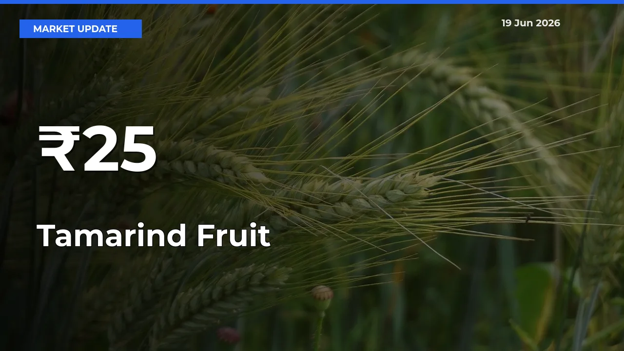 Tamarind Fruit Mandi Prices Move in Sync Across Major Markets Today