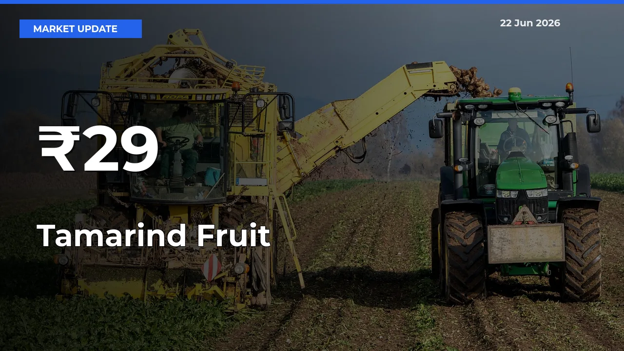 Tamarind Fruit Mandi Prices Move in Sync Across Major Markets Today