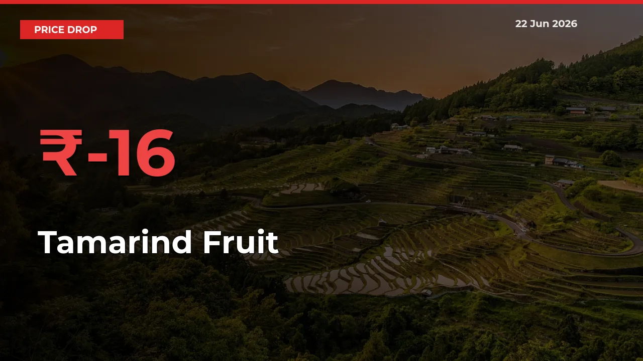Tamarind Fruit Falls 15.69% at Mandis