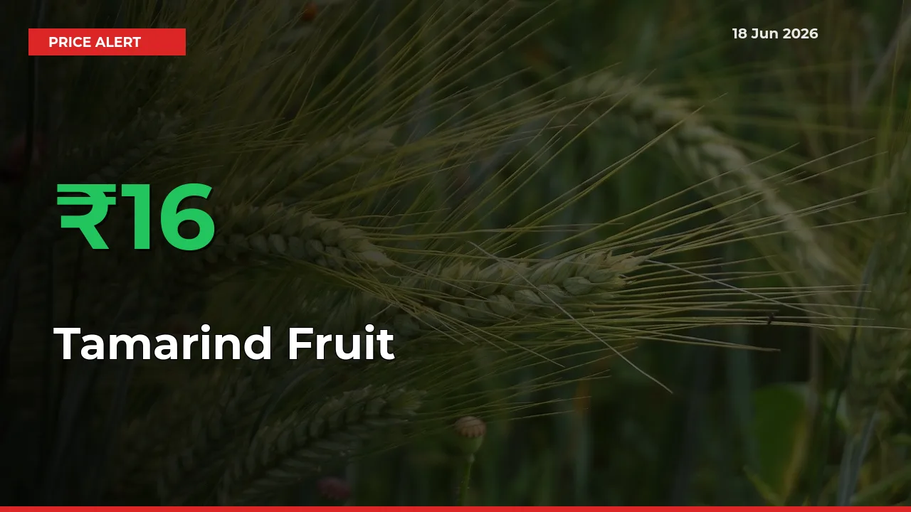Sharp Jump! Tamarind Fruit Prices Climb 15.98% in 24 Hours at Key Mandis