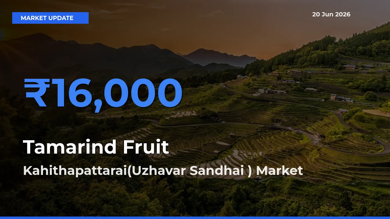 Kahithapattarai(Uzhavar Sandhai ) Tops Tamarind Fruit Rates – June 20 Market Update
