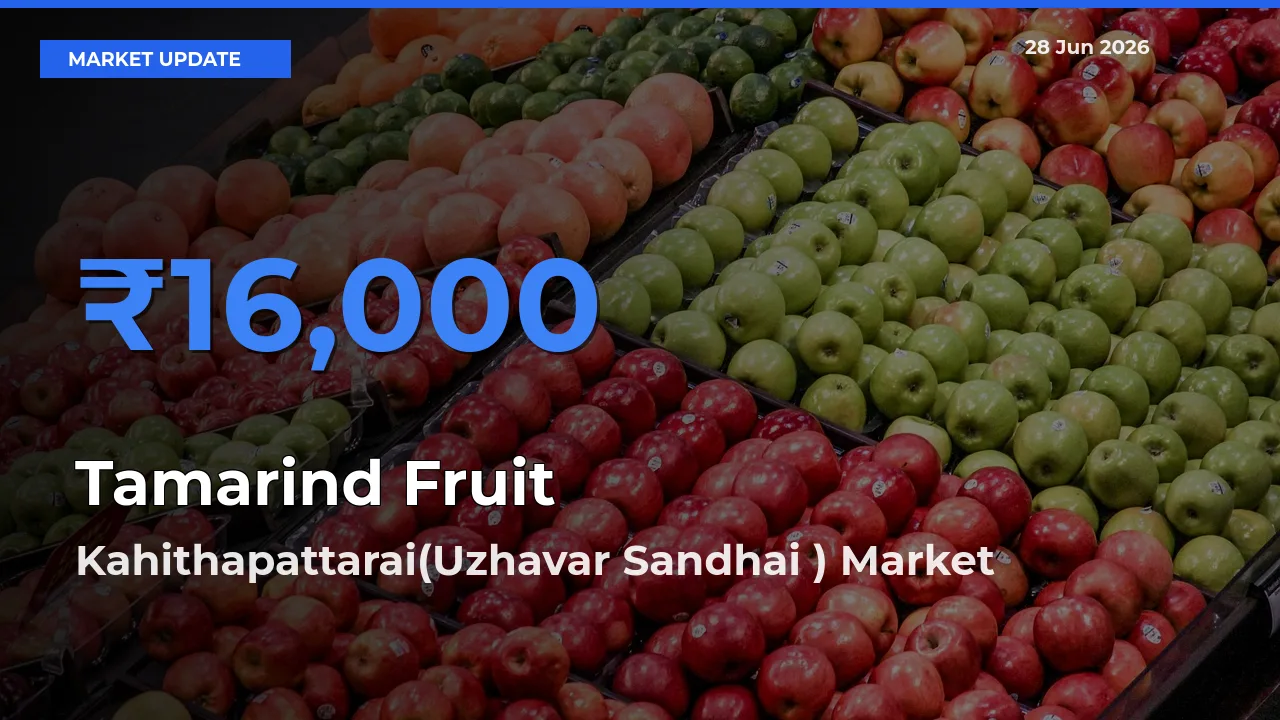 Market Watch: Kahithapattarai(Uzhavar Sandhai ) Becomes Top Mandi for Tamarind Fruit