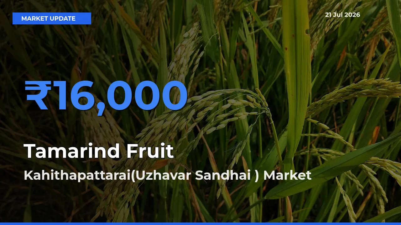 Tamarind Fruit Mandi Rate Today: Kahithapattarai(Uzhavar Sandhai ) Tops the List