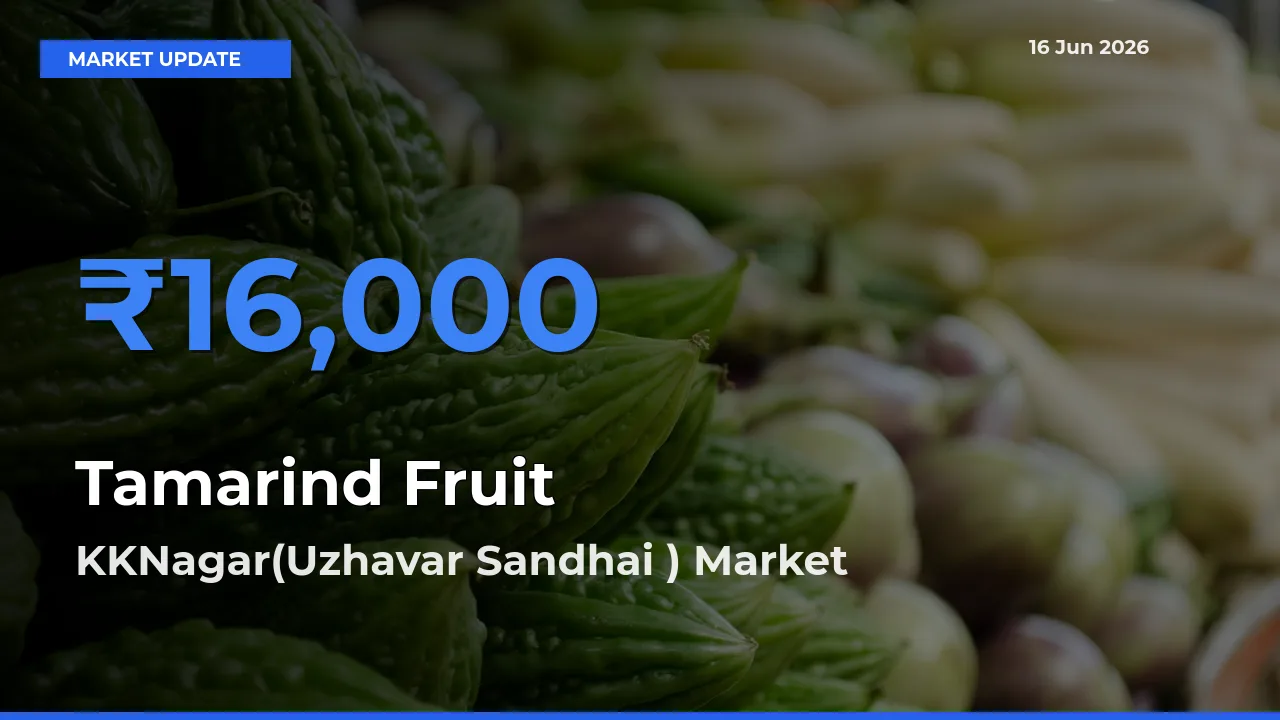 Market Watch: KKNagar(Uzhavar Sandhai ) Becomes Top Mandi for Tamarind Fruit
