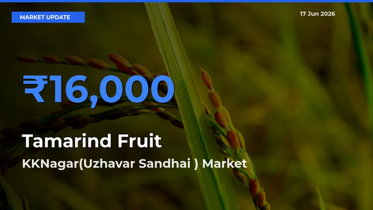 KKNagar(Uzhavar Sandhai ) Tops Tamarind Fruit Mandi Rates Today