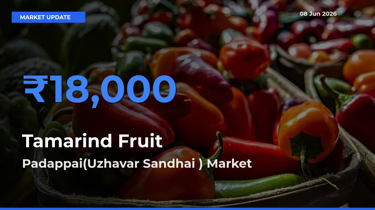 Padappai(Uzhavar Sandhai ) Records Highest ₹18,000 Rate for Tamarind Fruit