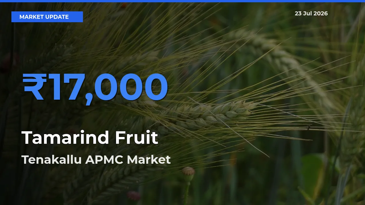 Farmers Prefer Tenakallu APMC as Tamarind Fruit Hits Highest Rate