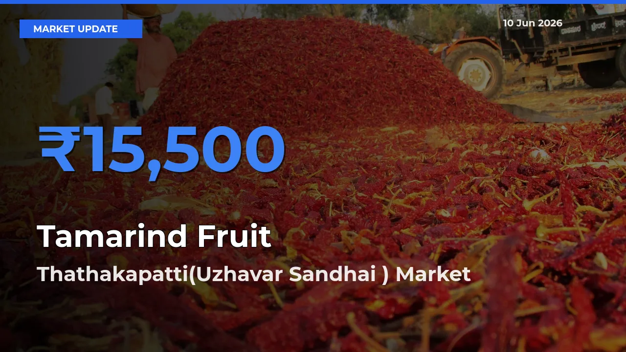 Farmers Prefer Thathakapatti(Uzhavar Sandhai ) as Tamarind Fruit Hits Highest Rate