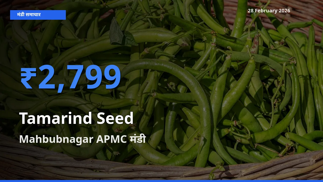 Mahbubnagar APMC में Tamarind Seed का आज सबसे ऊँचा भाव