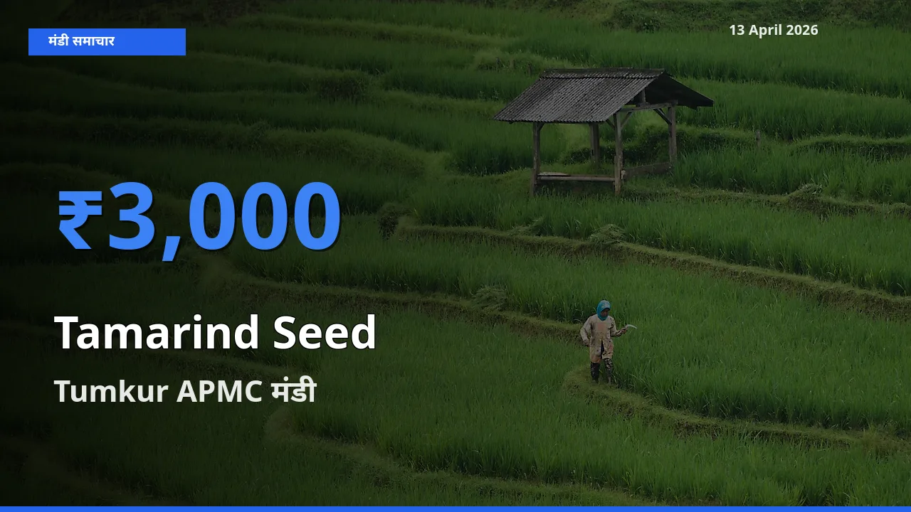 आज इमली का बीज के सबसे ऊँचे दाम ₹3,000 Tumkur APMC मंडी में