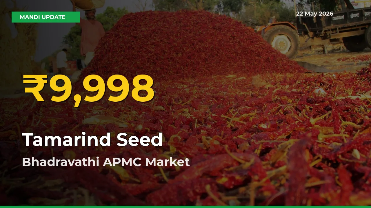 Tamarind Seed Price Hits New High in Bhadravathi APMC Today – Check Latest Mandi Rates