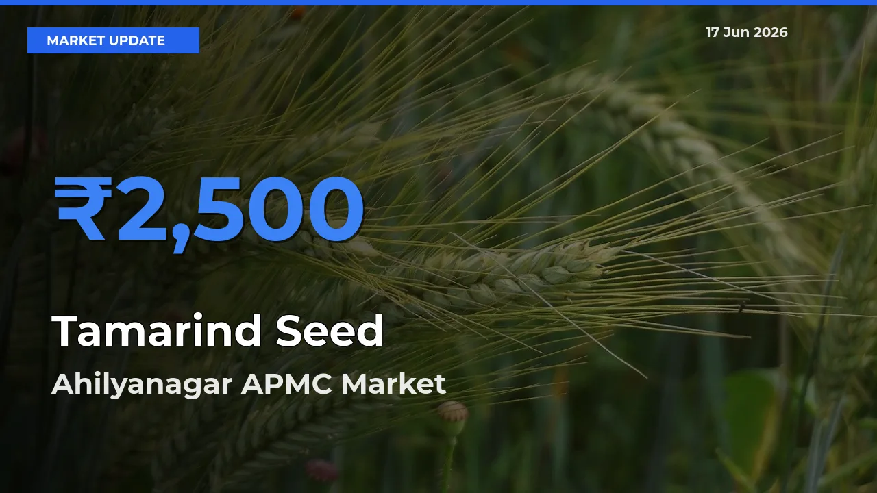 Ahilyanagar APMC Tops Tamarind Seed Rates – June 17 Market Update