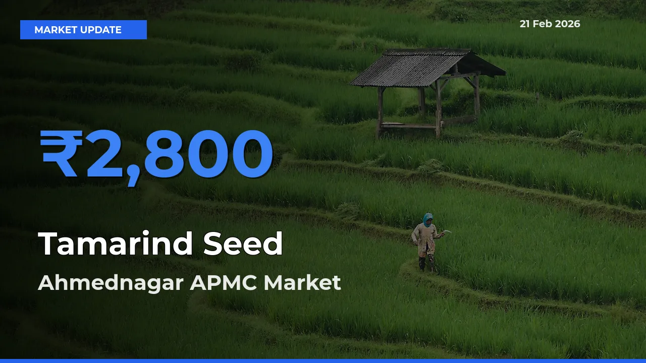 Ahmednagar APMC Leads as Top Mandi for Tamarind Seed Prices