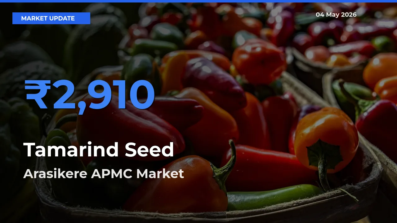 Tamarind Seed Mandi Rate Today: Arasikere APMC Tops the List