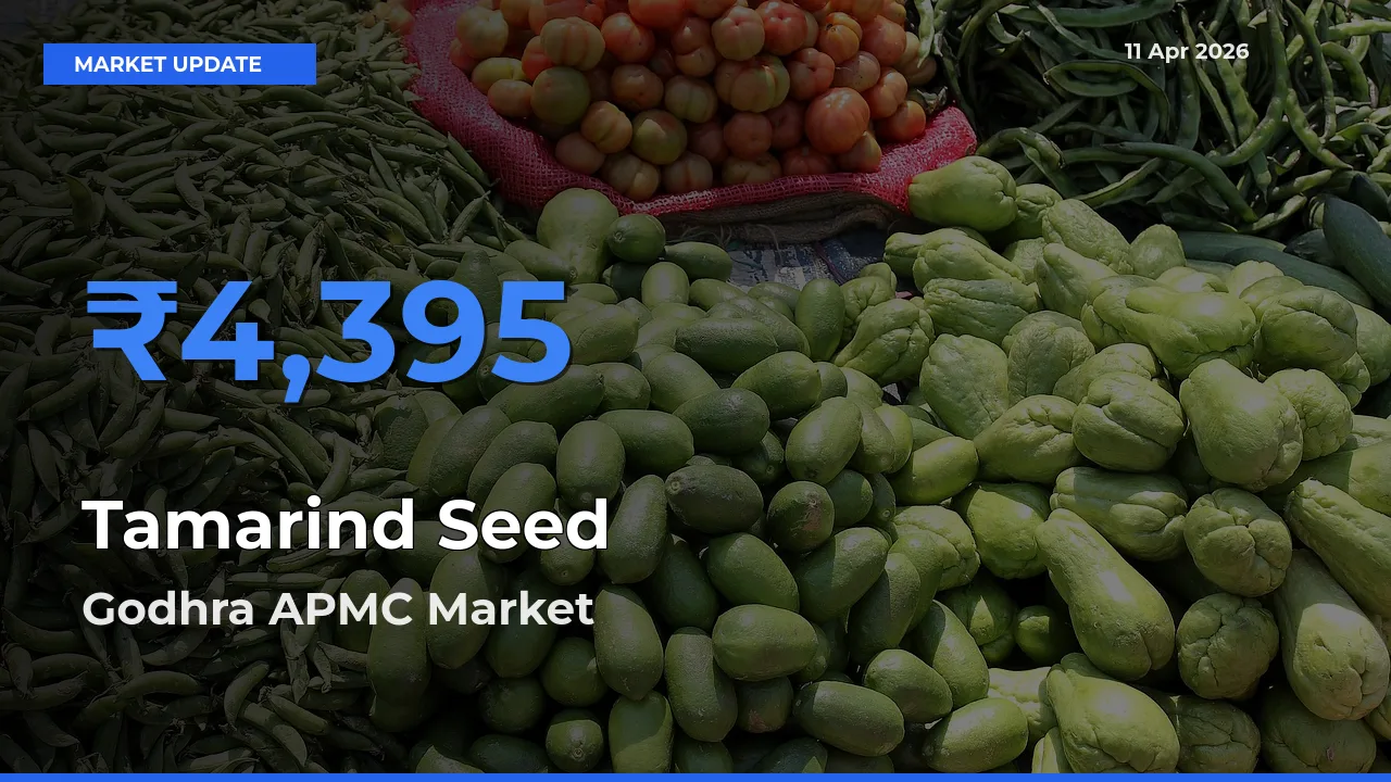 Godhra APMC Emerges as Top Mandi for Tamarind Seed Prices Today
