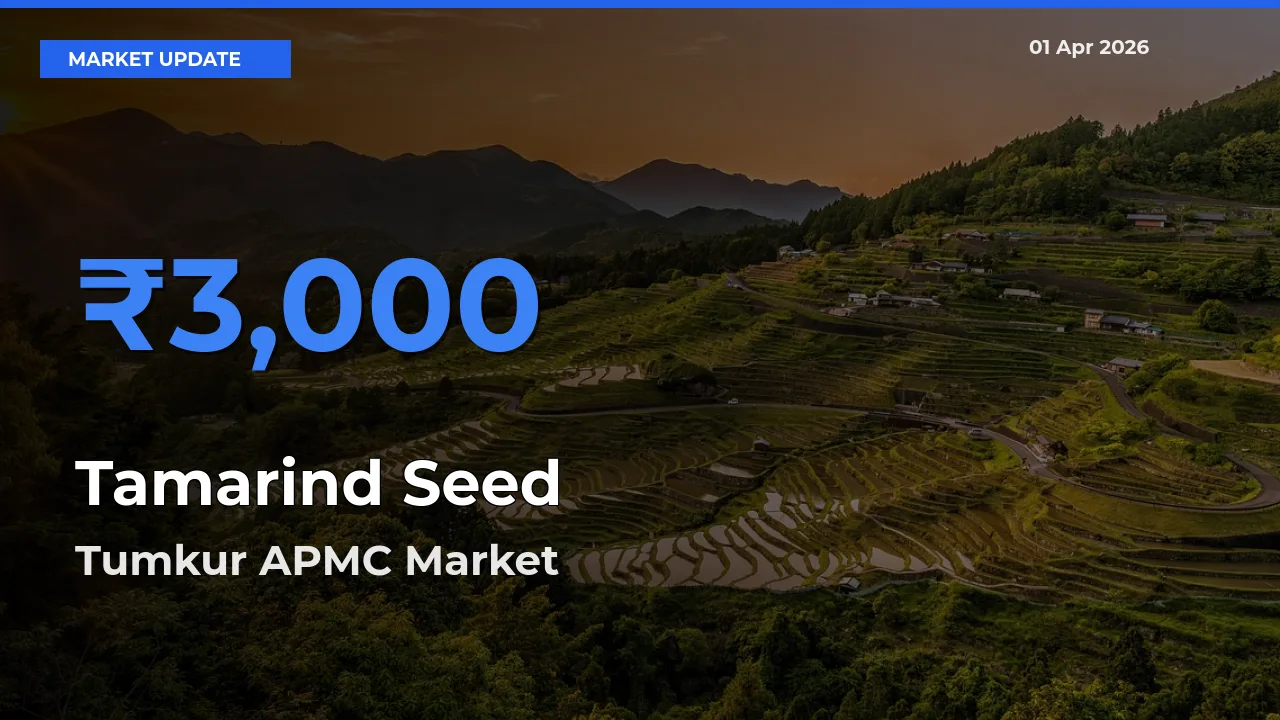 Tumkur APMC Leads as Top Mandi for Tamarind Seed Prices
