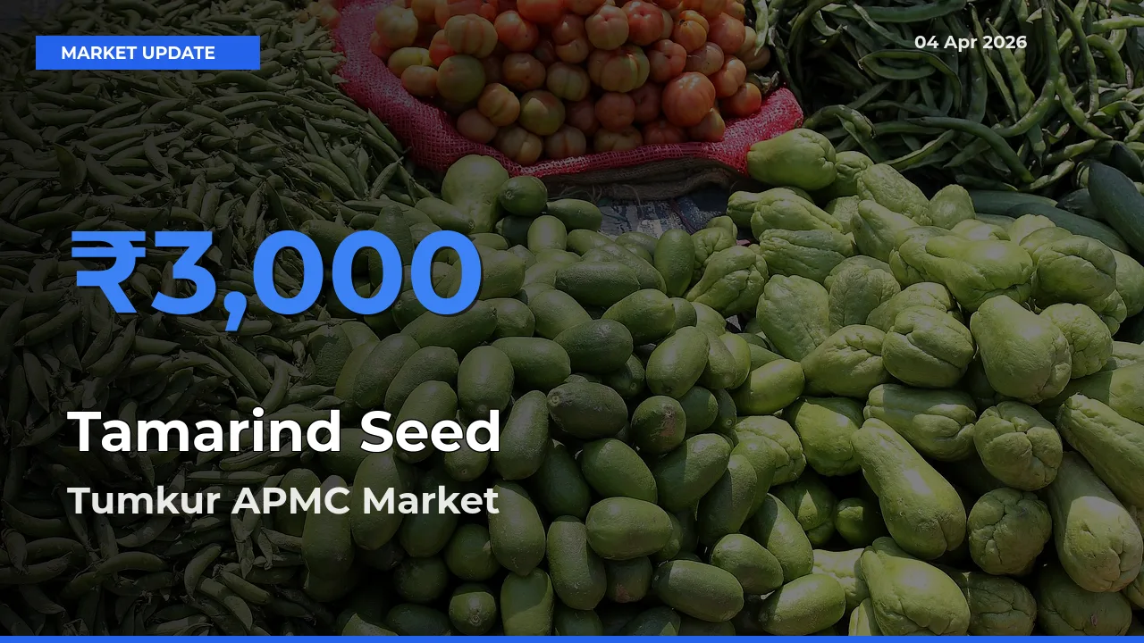 Tumkur APMC Records Highest ₹3,000 Rate for Tamarind Seed