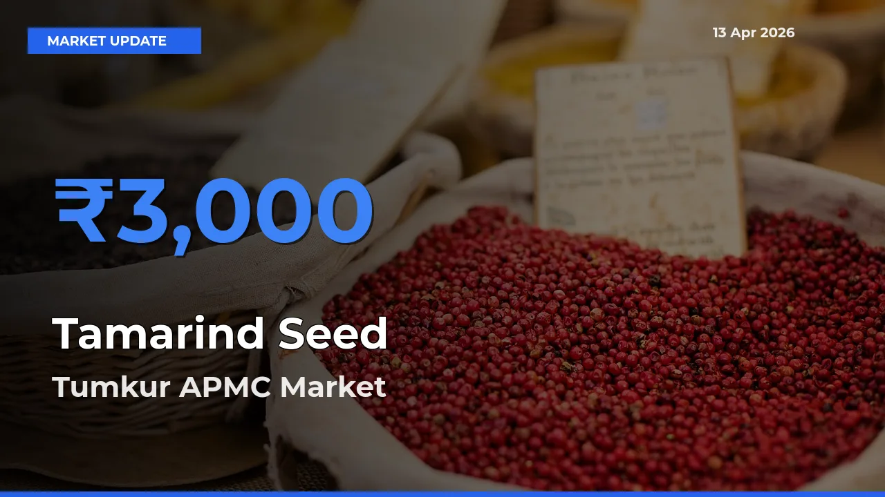 Tumkur APMC Leads as Top Mandi for Tamarind Seed Prices