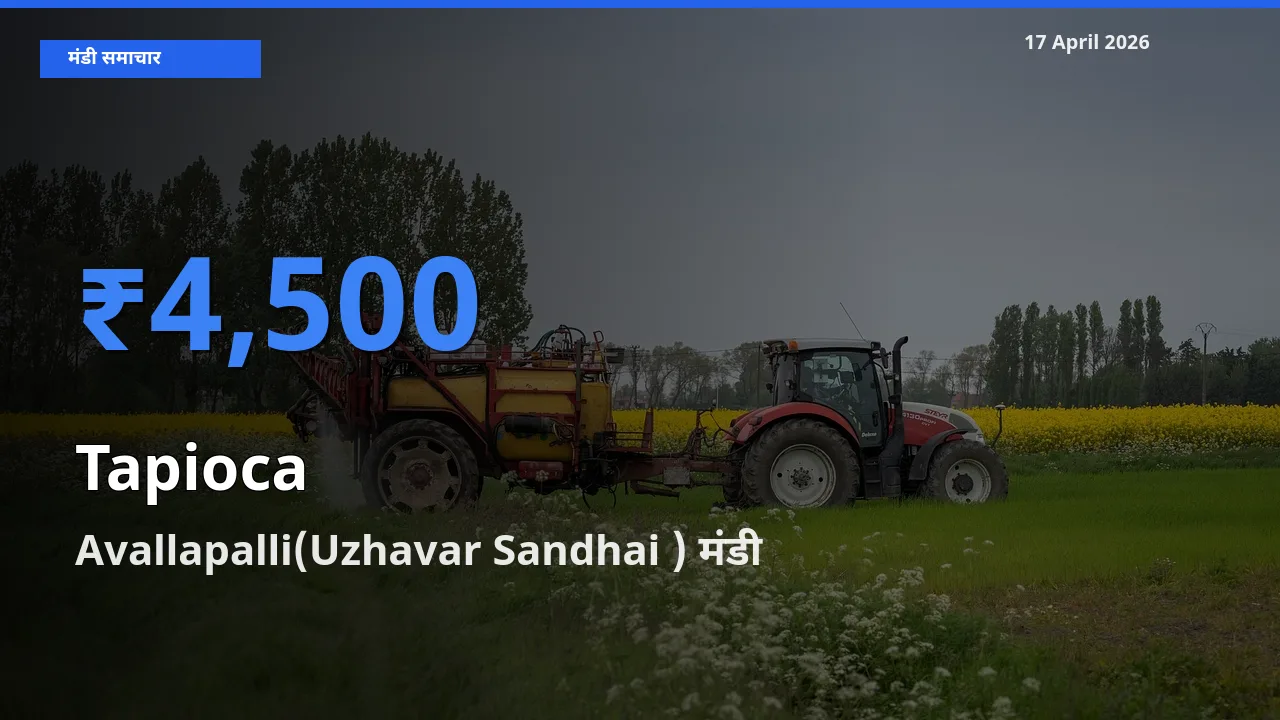आज साबूदाना के सबसे ऊँचे दाम ₹4,500 Avallapalli(Uzhavar Sandhai ) मंडी में