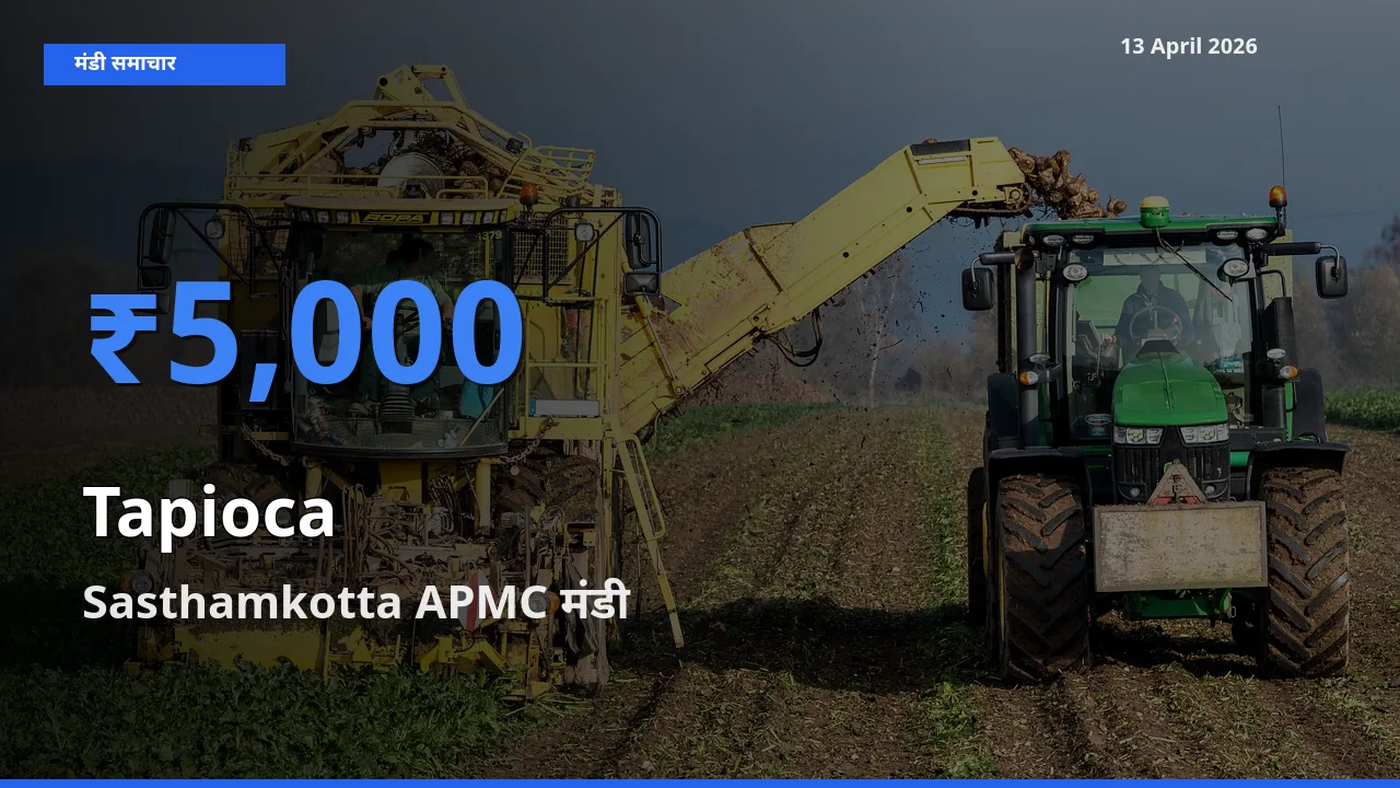 Sasthamkotta APMC मंडी में साबूदाना ₹5,000 पर पहुँचा – आज का सर्वोच्च भाव